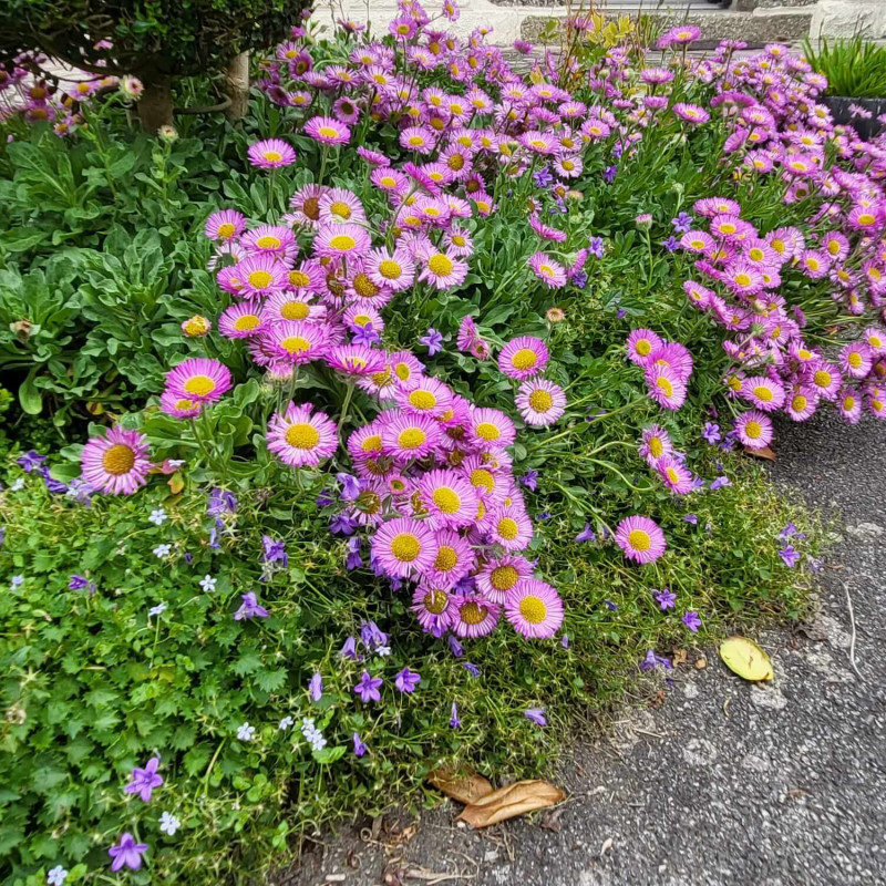 Erigeron glaucus ‘Sea Breeze’