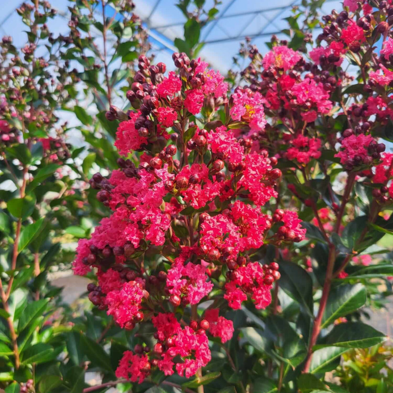 Lagerstroemia indica Enduring Red