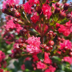 Lagerstroemia indica Enduring Red