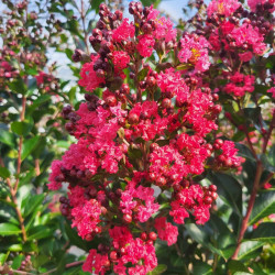 Lagerstroemia indica Enduring Red