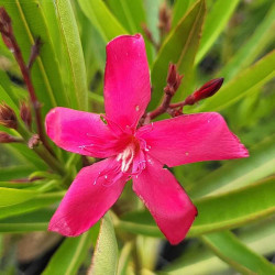 Nerium oleander Italia