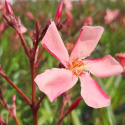 Nerium oleander ‘Tito Poggi’ - Laurier-rose