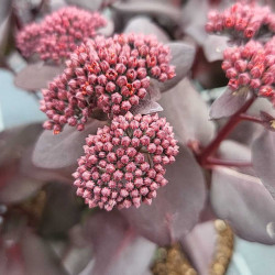 Sedum telephium Touchdown Teak