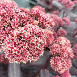 Sedum telephium Touchdown Teak