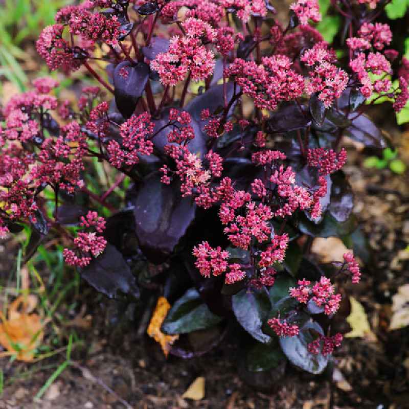 Sedum telephium Touchdown Teak