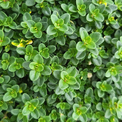 Thymus × citriodorus ‘Doone Valley’ - Thym citron hybride