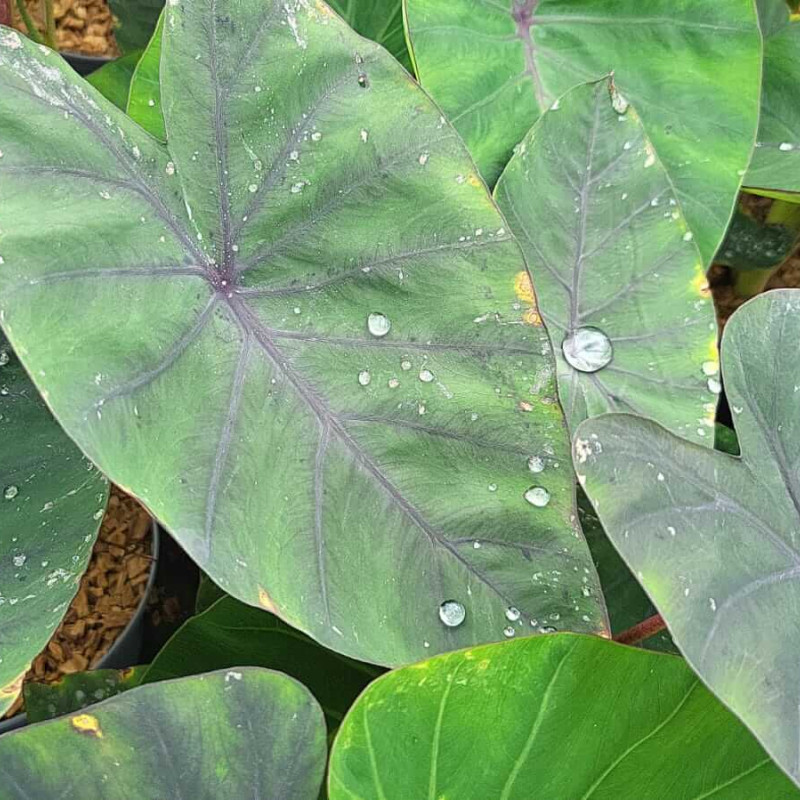 Colocasia esculenta Madeira