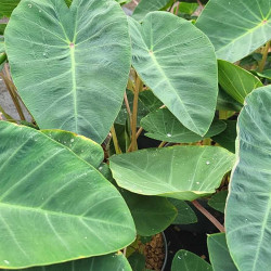 Colocasia esculenta Pink China