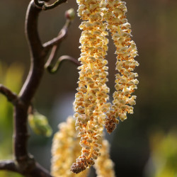 Corylus avellana Contorta