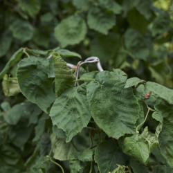 Corylus avellana Contorta