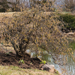 Corylus avellana Contorta