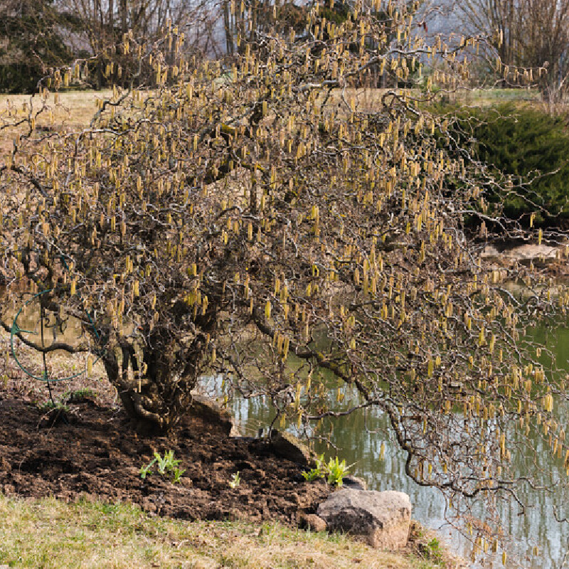 Corylus avellana Contorta