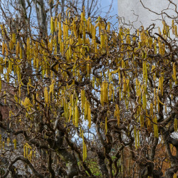 Corylus avellana Contorta