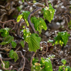 Corylus avellana Contorta