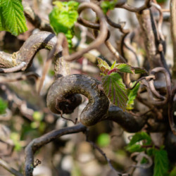 Corylus avellana Contorta