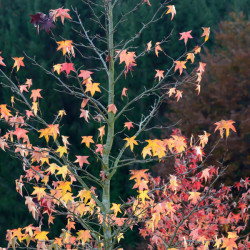 Acer tataricum ginnala - Érable du fleuve Amour