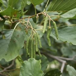 Alnus glutinosa