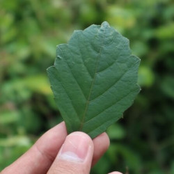 Alnus glutinosa