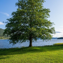 Alnus glutinosa