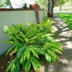 Alpinia zerumbet Variegata