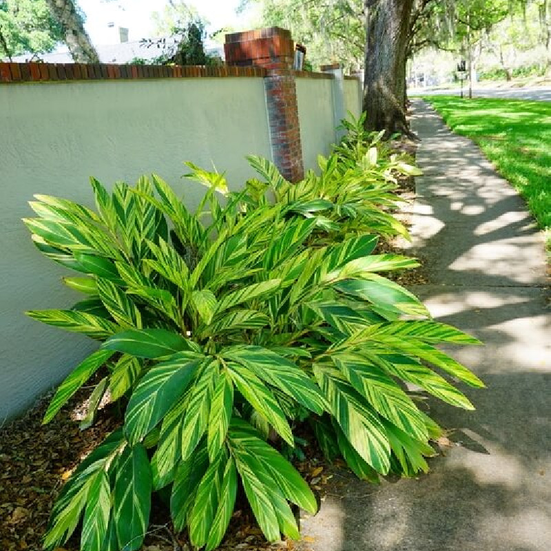 Alpinia zerumbet Variegata