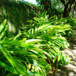 Alpinia zerumbet Variegata