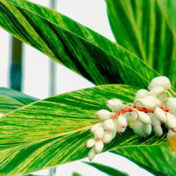 Alpinia zerumbet Variegata