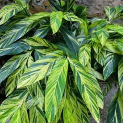 Alpinia zerumbet Variegata