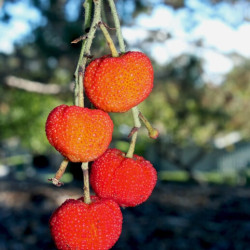 Arbutus unedo Rubra