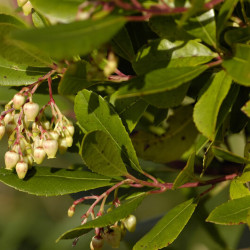 Arbutus unedo Rubra