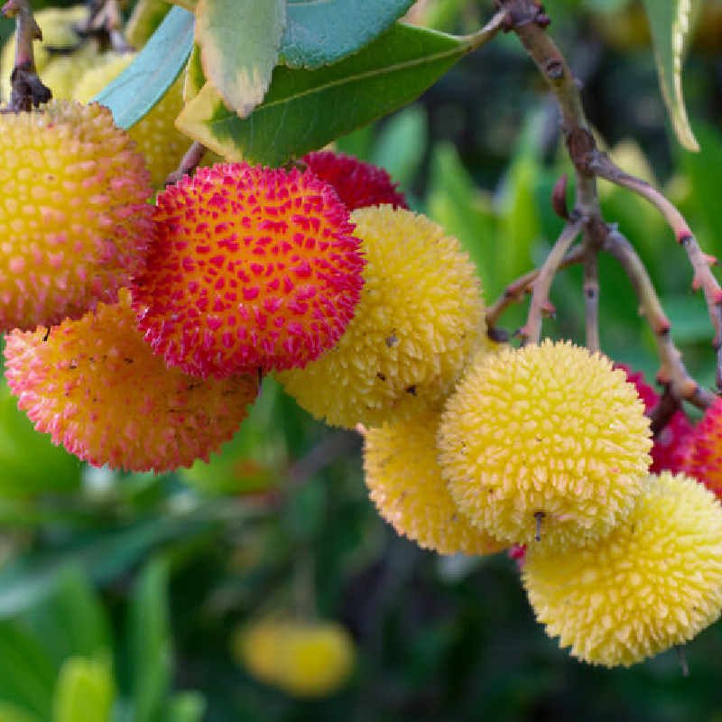 Arbutus unedo ‘Compacta’ - Arbousier