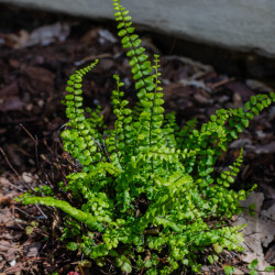 Asplenium trichomanes