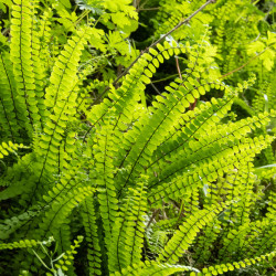 Asplenium trichomanes