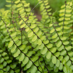 Asplenium trichomanes