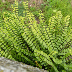 Asplenium trichomanes