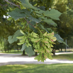 Acer pseudoplatanus