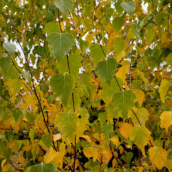 Betula pendula Golden Cloud