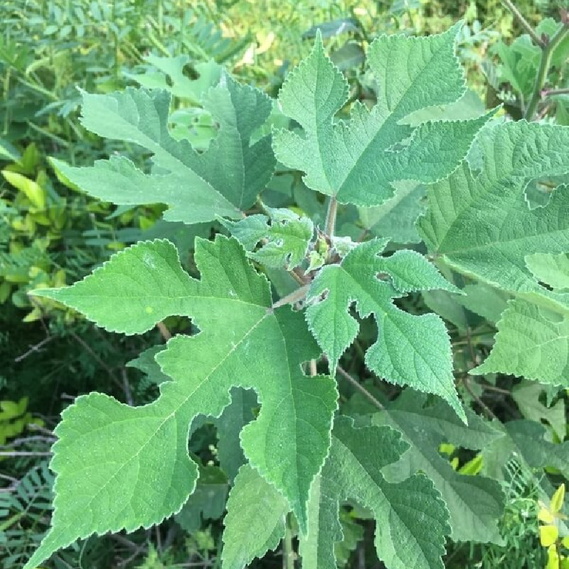 Broussonetia papyrifera