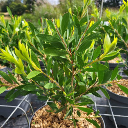 Callistemon citrinus ‘White Anzac