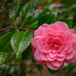 Camellia japonica Mrs Tingley