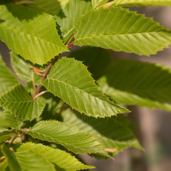 Carpinus betulus Fastigiata