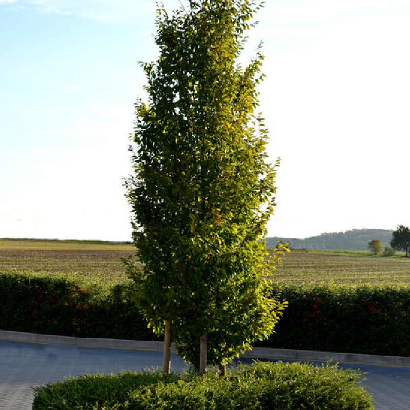 Carpinus betulus Fastigiata