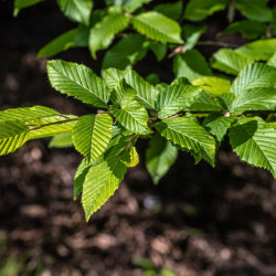 Carpinus betulus ‘Fastigiata‘ - Charme fastigié