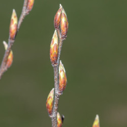 Carpinus betulus Fastigiata