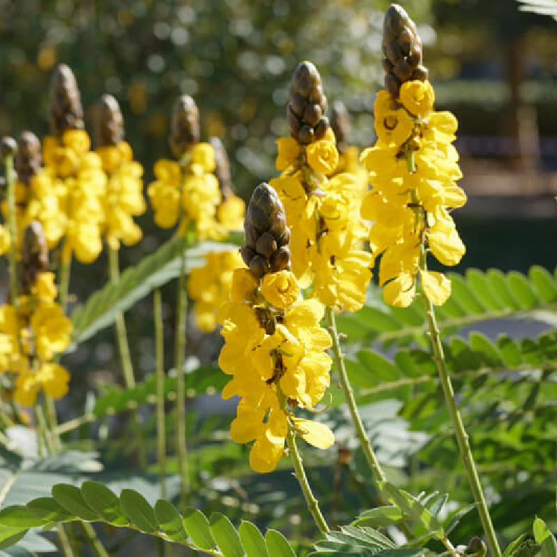 Cassia didymobotrya