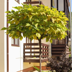 Catalpa bignonioides ‘Aurea’