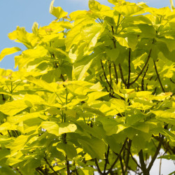 Catalpa bignonioides ‘Aurea’