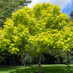 Catalpa bignonioides ‘Aurea’