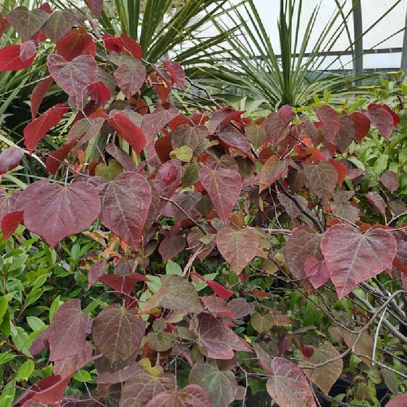 Cercis canadensis ‘Forest Pansy’