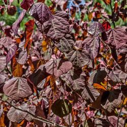 Cercis canadensis ‘Forest Pansy’